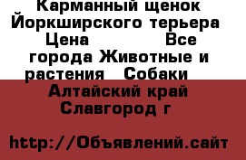 Карманный щенок Йоркширского терьера › Цена ­ 30 000 - Все города Животные и растения » Собаки   . Алтайский край,Славгород г.